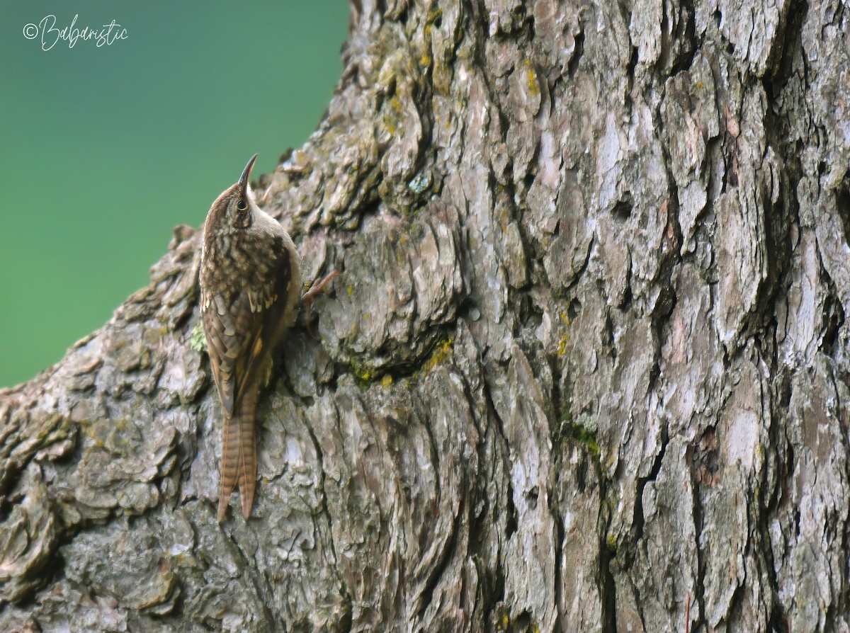 Bar-tailed Treecreeper - ML634588258