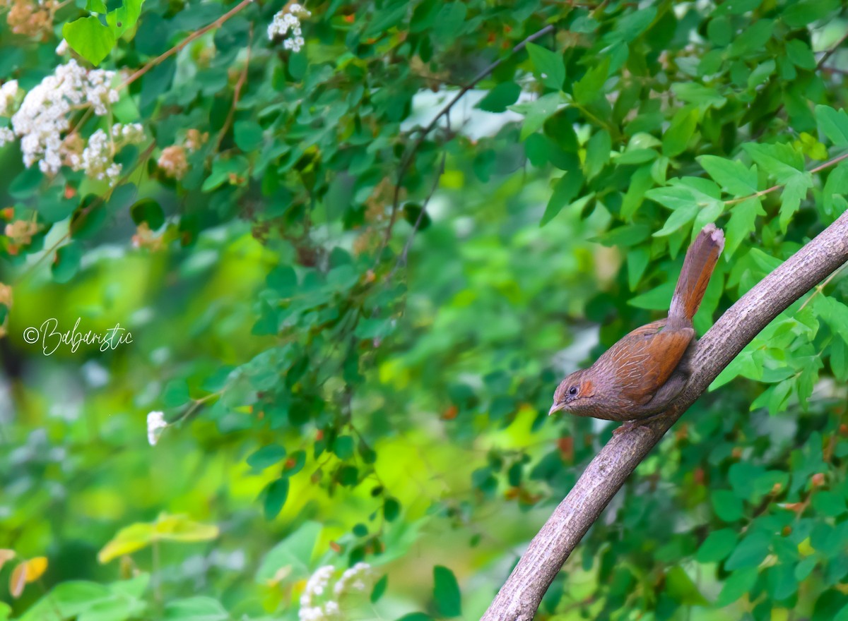 Streaked Laughingthrush - ML634588259