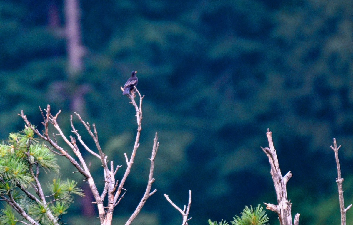 Gray-winged Blackbird - ML634588263