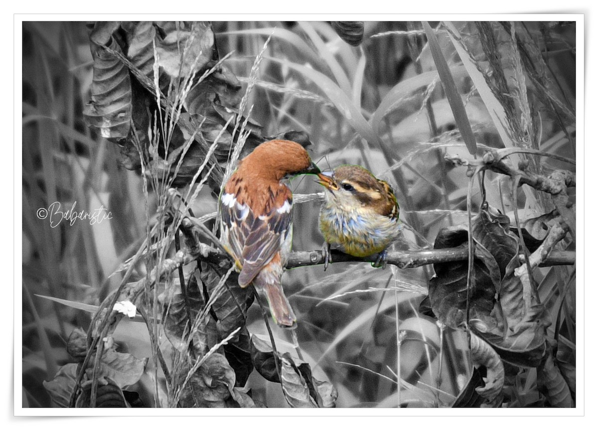 Russet Sparrow - ML634588264