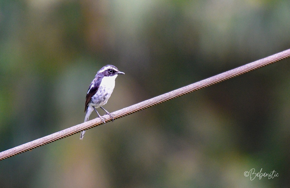 Gray Bushchat - ML634588265