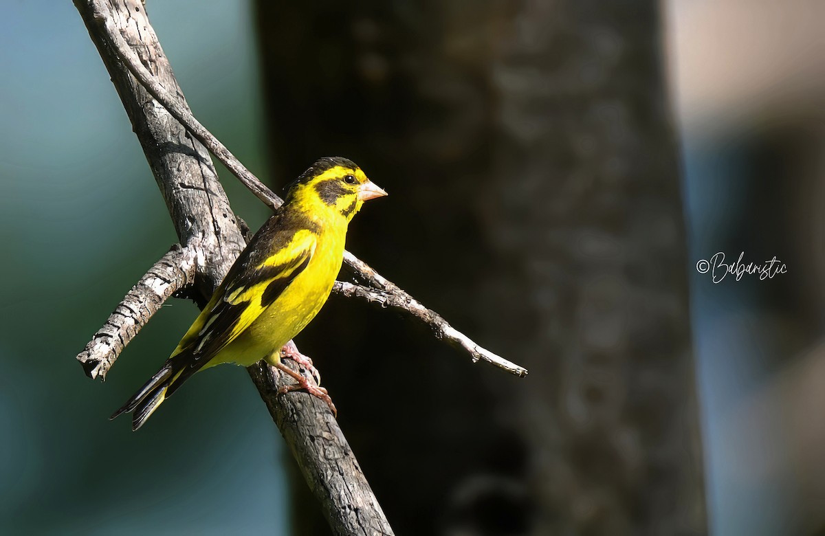 Yellow-breasted Greenfinch - ML634588277