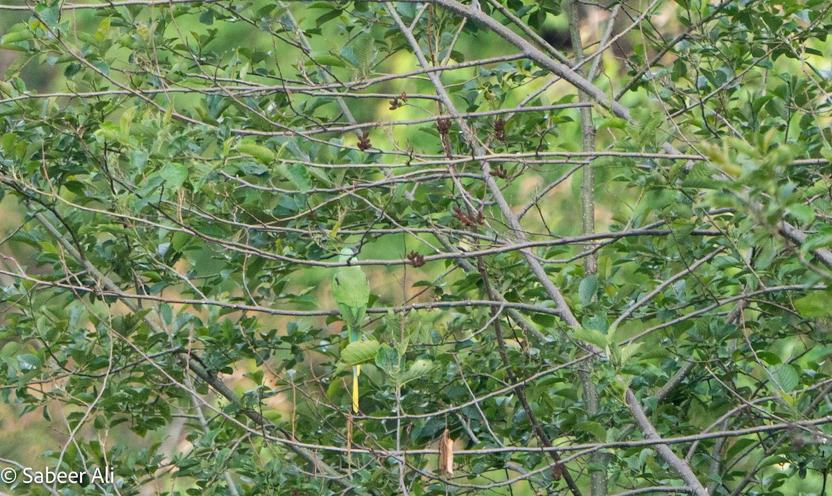 Slaty-headed Parakeet - ML634588329