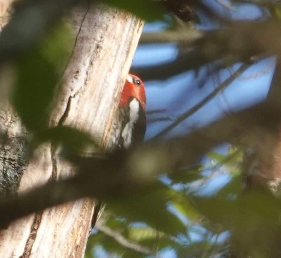 Red-breasted Sapsucker - ML634588348