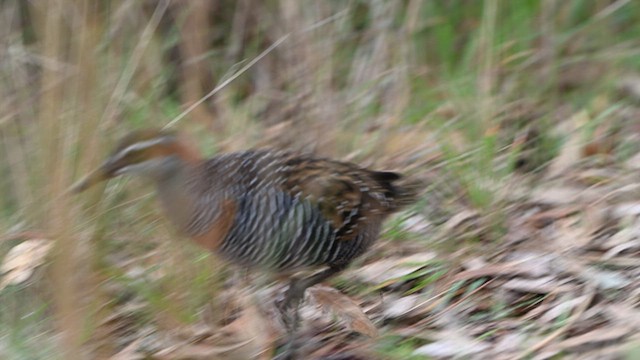 Buff-banded Rail - ML634588429