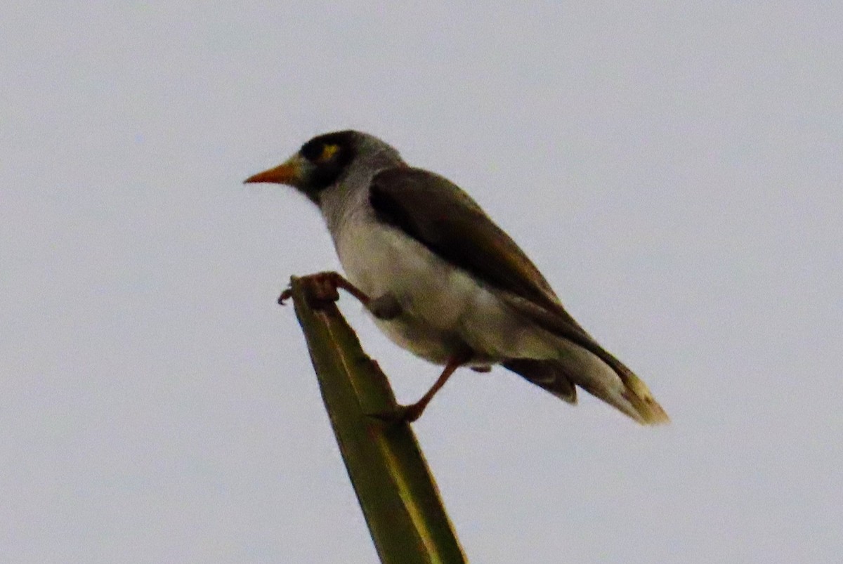 Noisy Miner - ML634588563