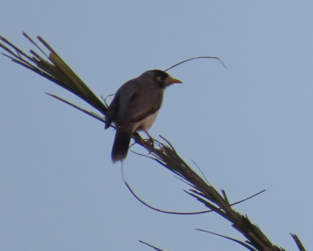 Noisy Miner - ML634588564