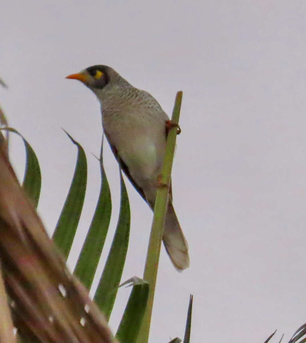Noisy Miner - ML634588565