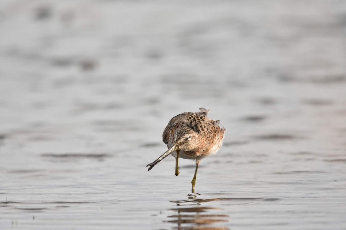 Long-billed Dowitcher - ML634588656