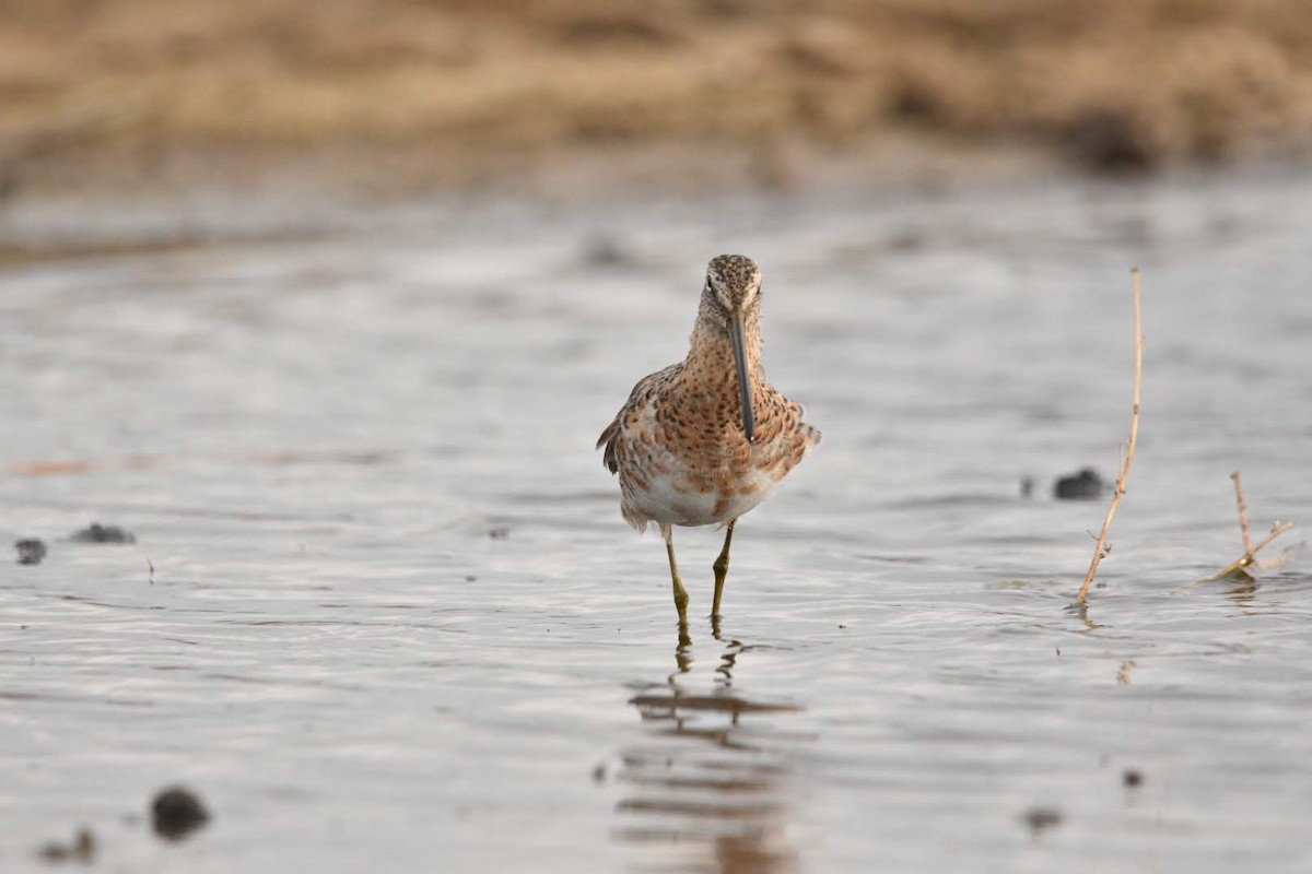 Long-billed Dowitcher - ML634588657