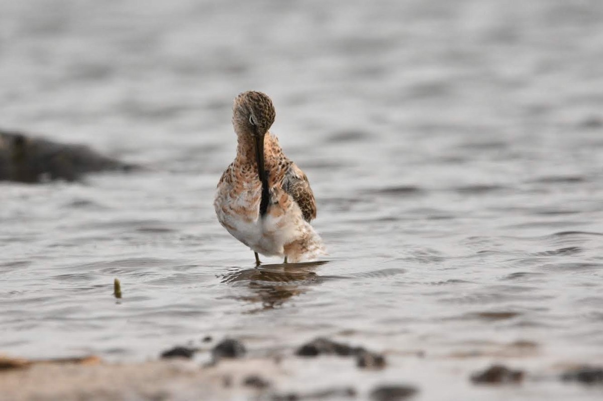 Long-billed Dowitcher - ML634588658