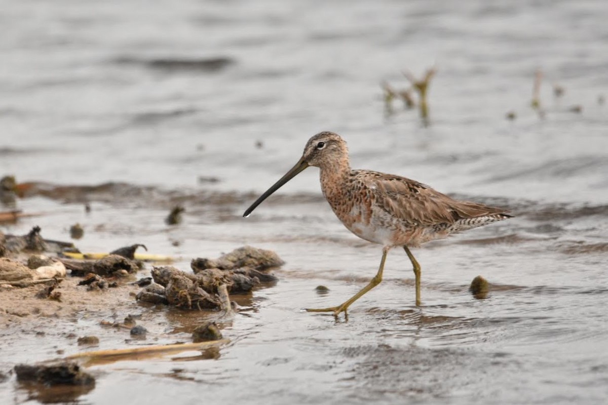 Long-billed Dowitcher - ML634588659