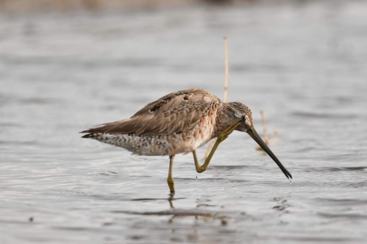 Long-billed Dowitcher - ML634588660