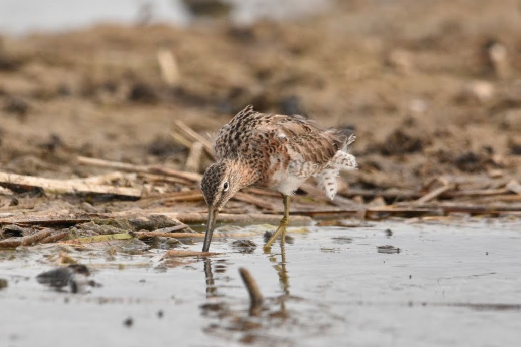Long-billed Dowitcher - ML634588661