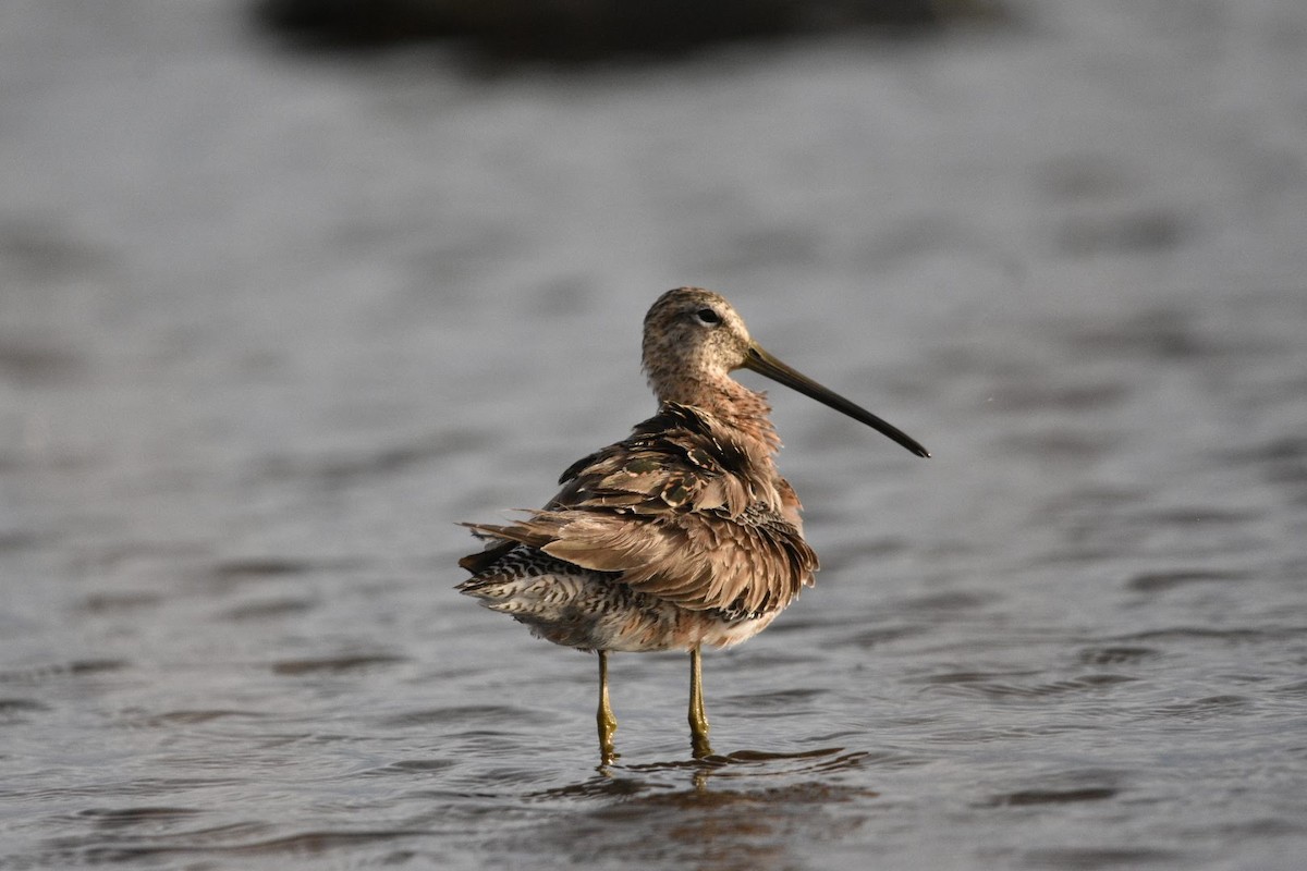 Long-billed Dowitcher - ML634588662