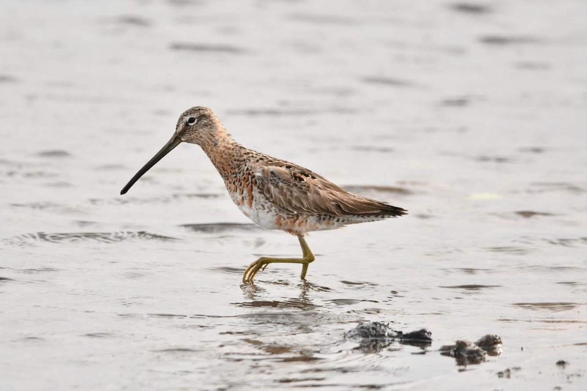 Long-billed Dowitcher - ML634588663