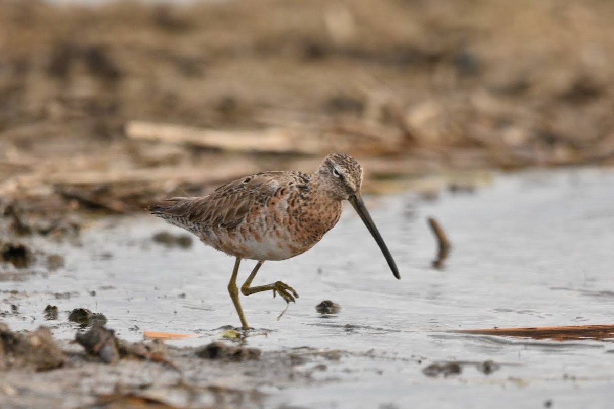 Long-billed Dowitcher - ML634588664