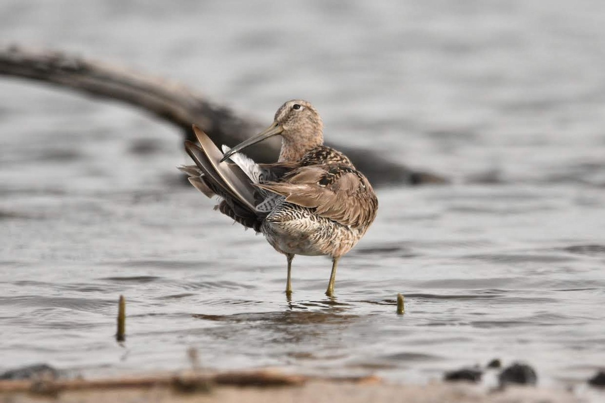 Long-billed Dowitcher - ML634588665
