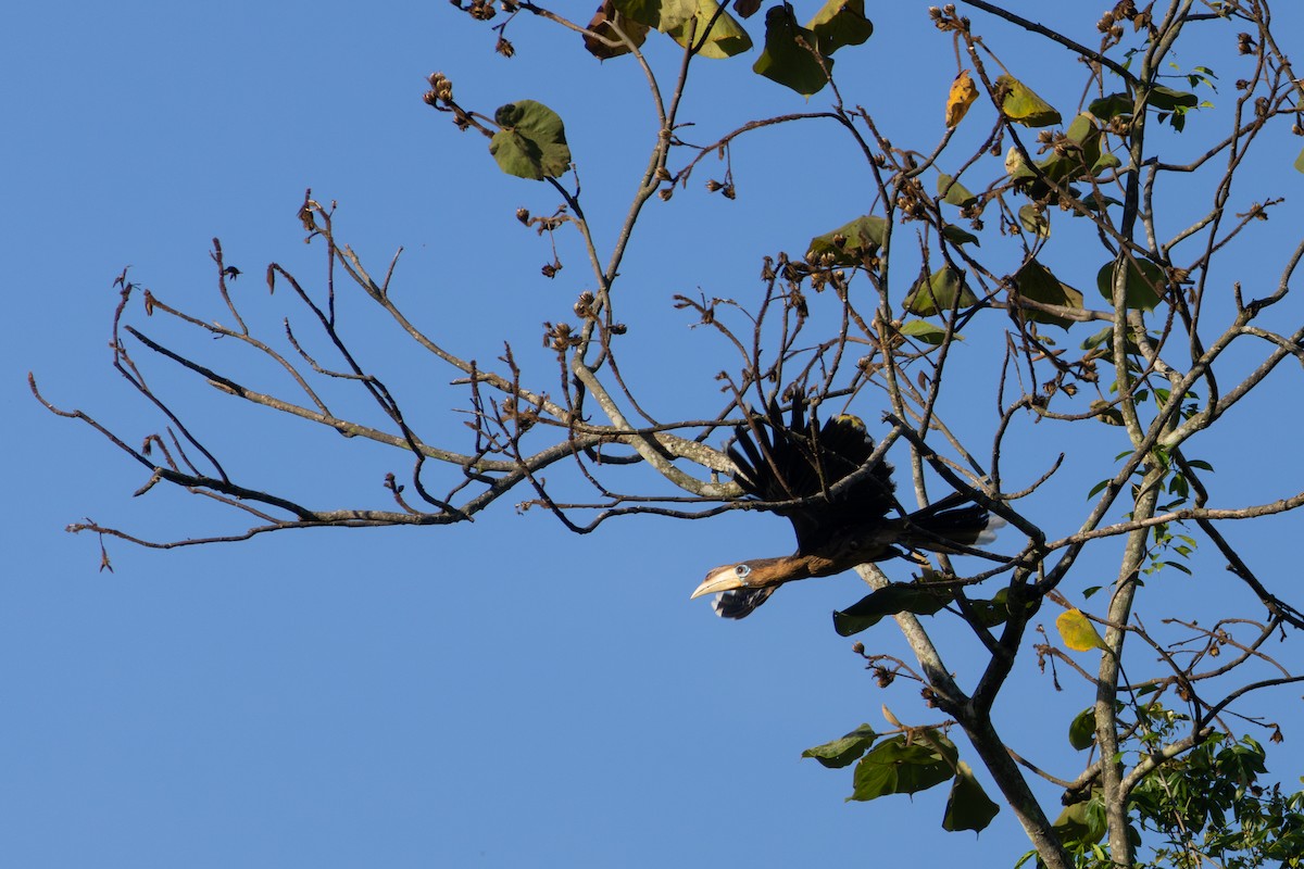 Rusty-cheeked Hornbill - ML634588687