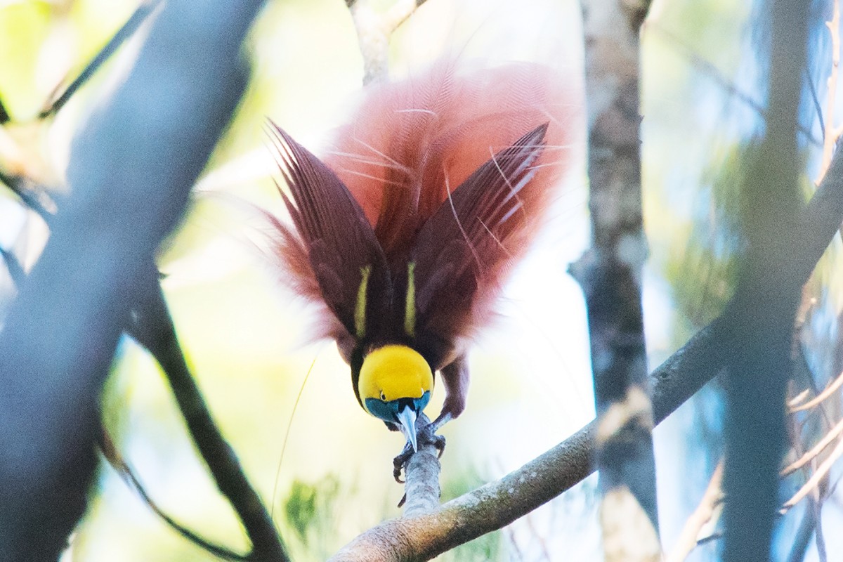 Raggiana Bird-of-Paradise - ML63458871