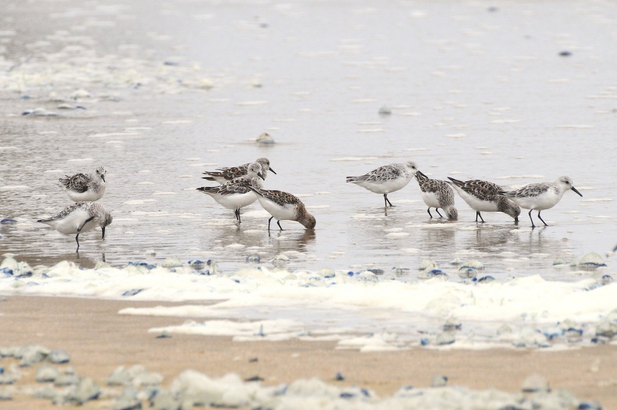 Гурвалж элсэг - ML634588721