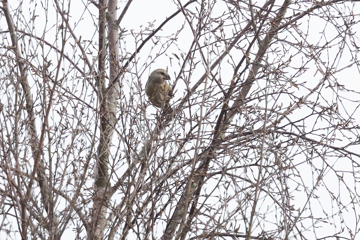 Parrot Crossbill - ML634588789
