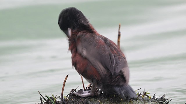 Blue-billed Duck - ML634588909