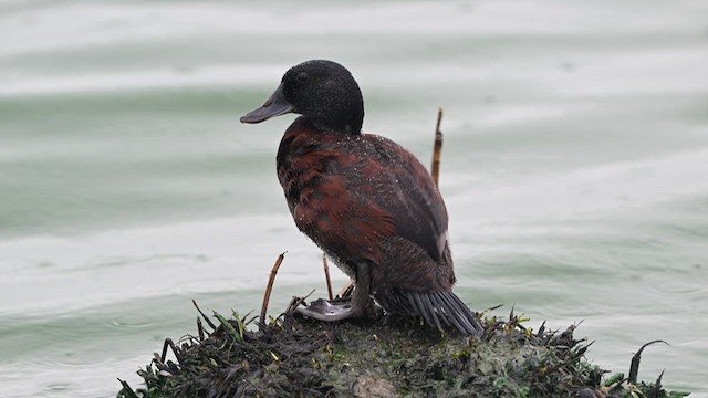 Blue-billed Duck - ML634588913
