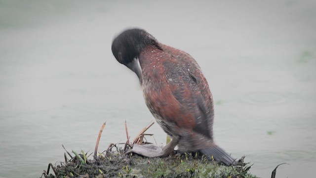 Blue-billed Duck - ML634588923