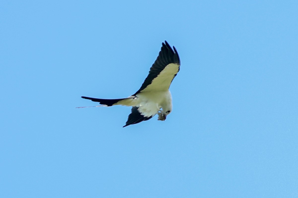 Swallow-tailed Kite - ML634589128