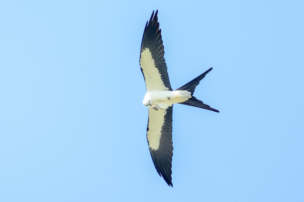 Swallow-tailed Kite - ML634589129