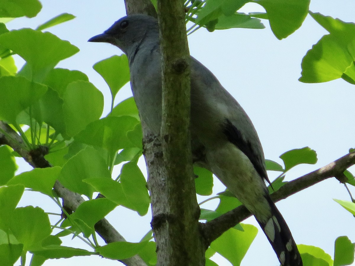 Black-winged Cuckooshrike - ML634589209