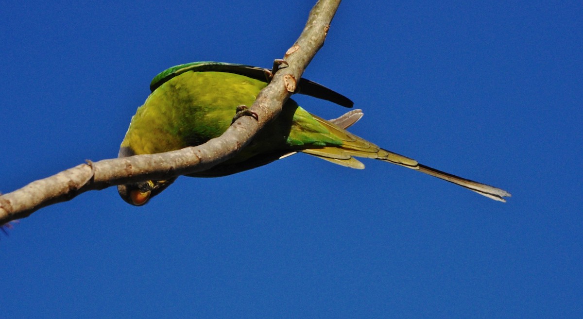 Slaty-headed Parakeet - ML634589264