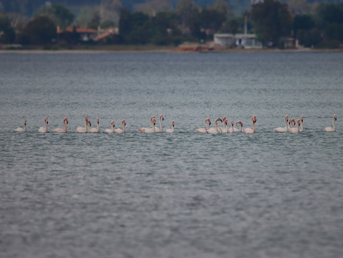 Greater Flamingo - ML634589352