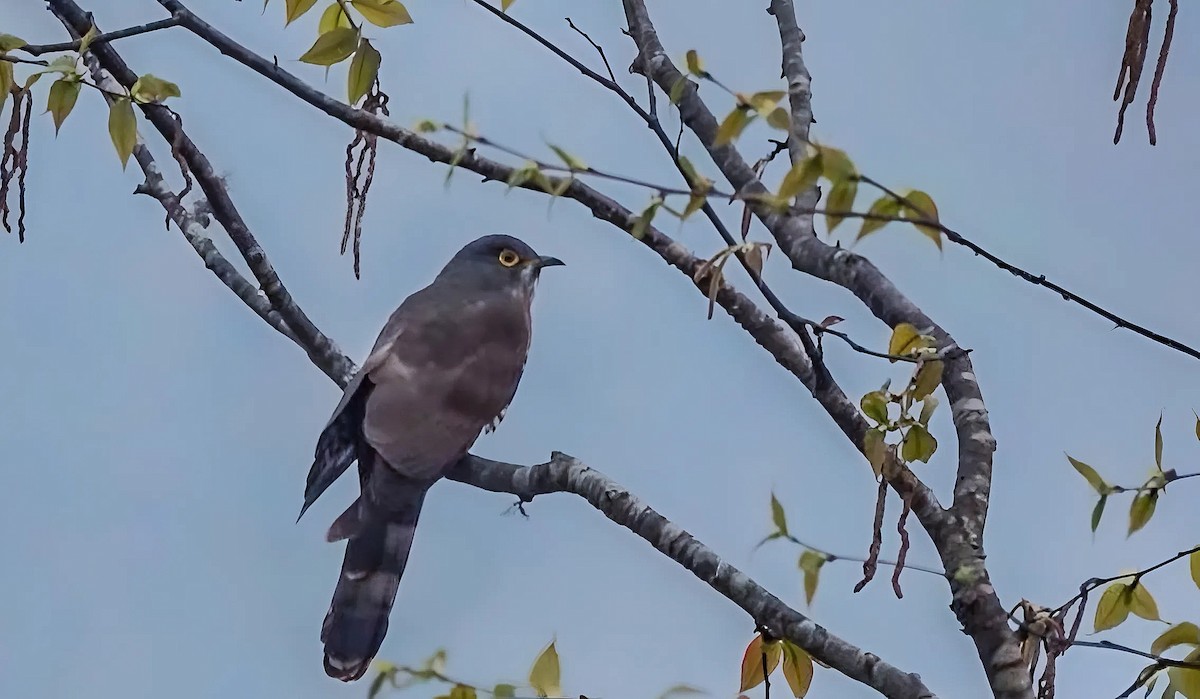 Large Hawk-Cuckoo - ML634589381
