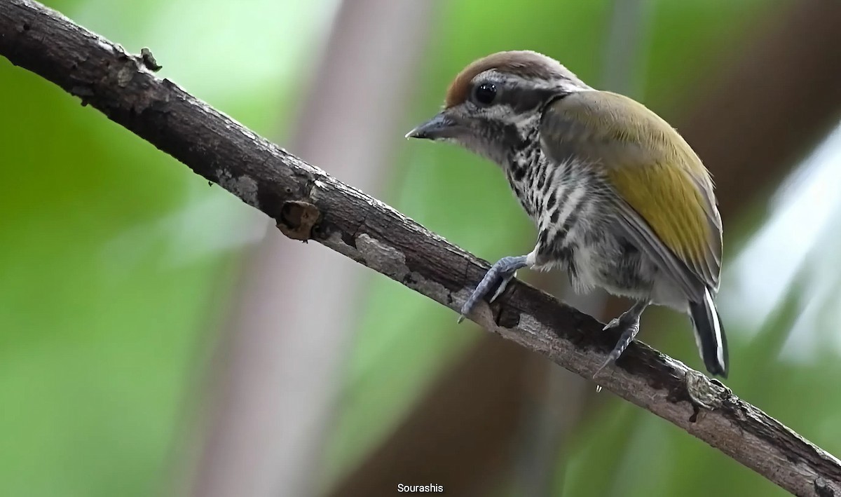 Speckled Piculet - ML634589393