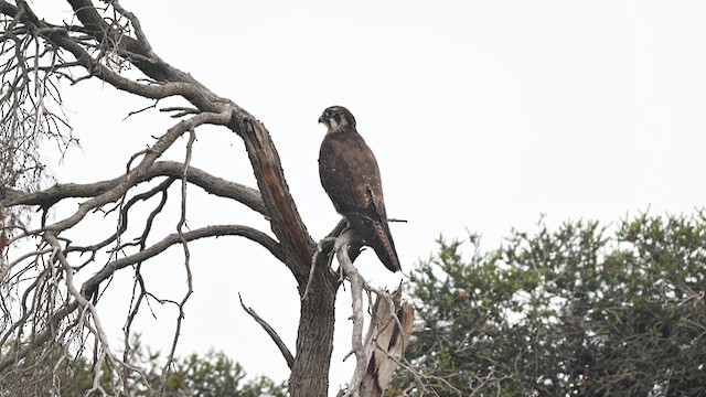 Brown Falcon - ML634589514