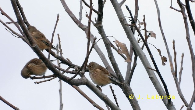 Eurasian Linnet - ML634589571