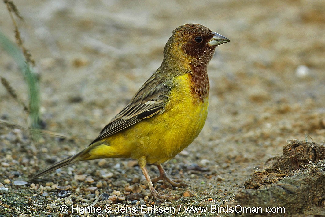 Red-headed Bunting - ML63458971