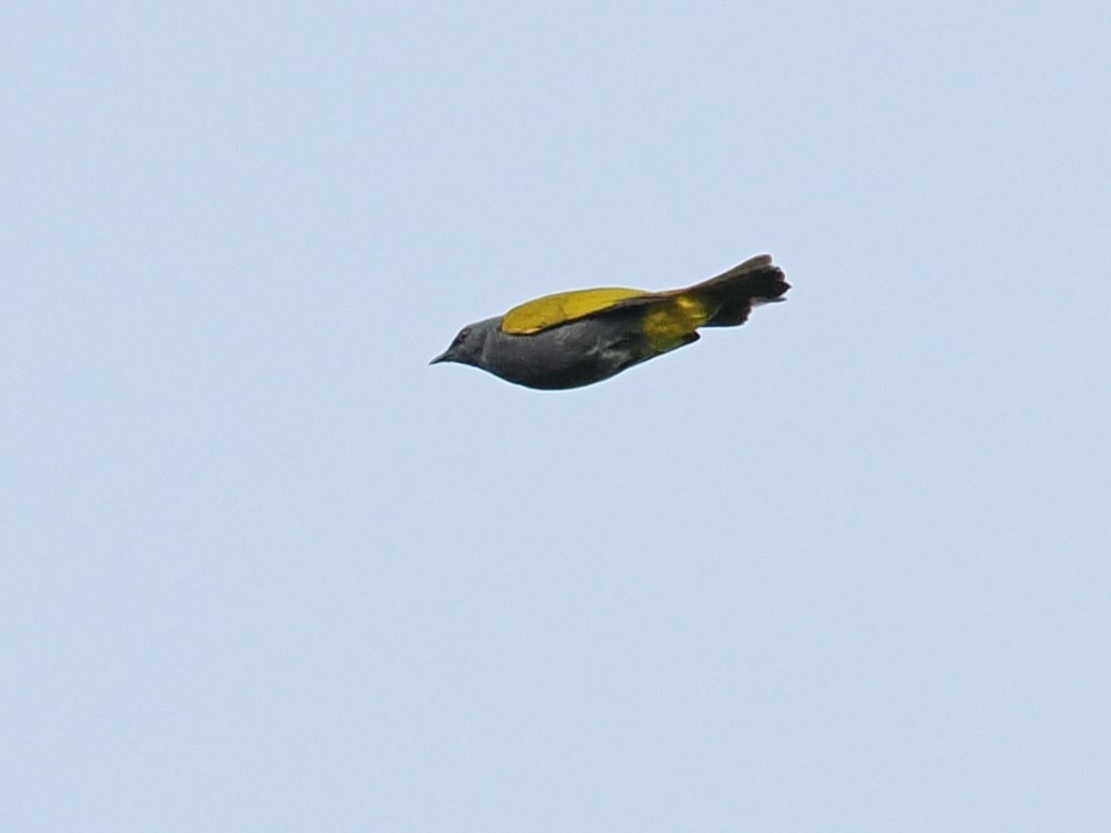 Gray-bellied Bulbul - ML634589718
