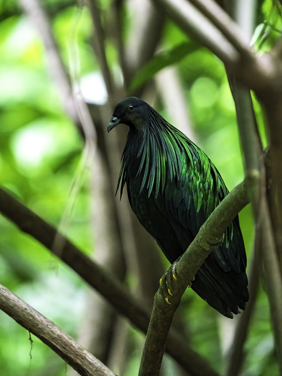Nicobar Pigeon - ML634589719