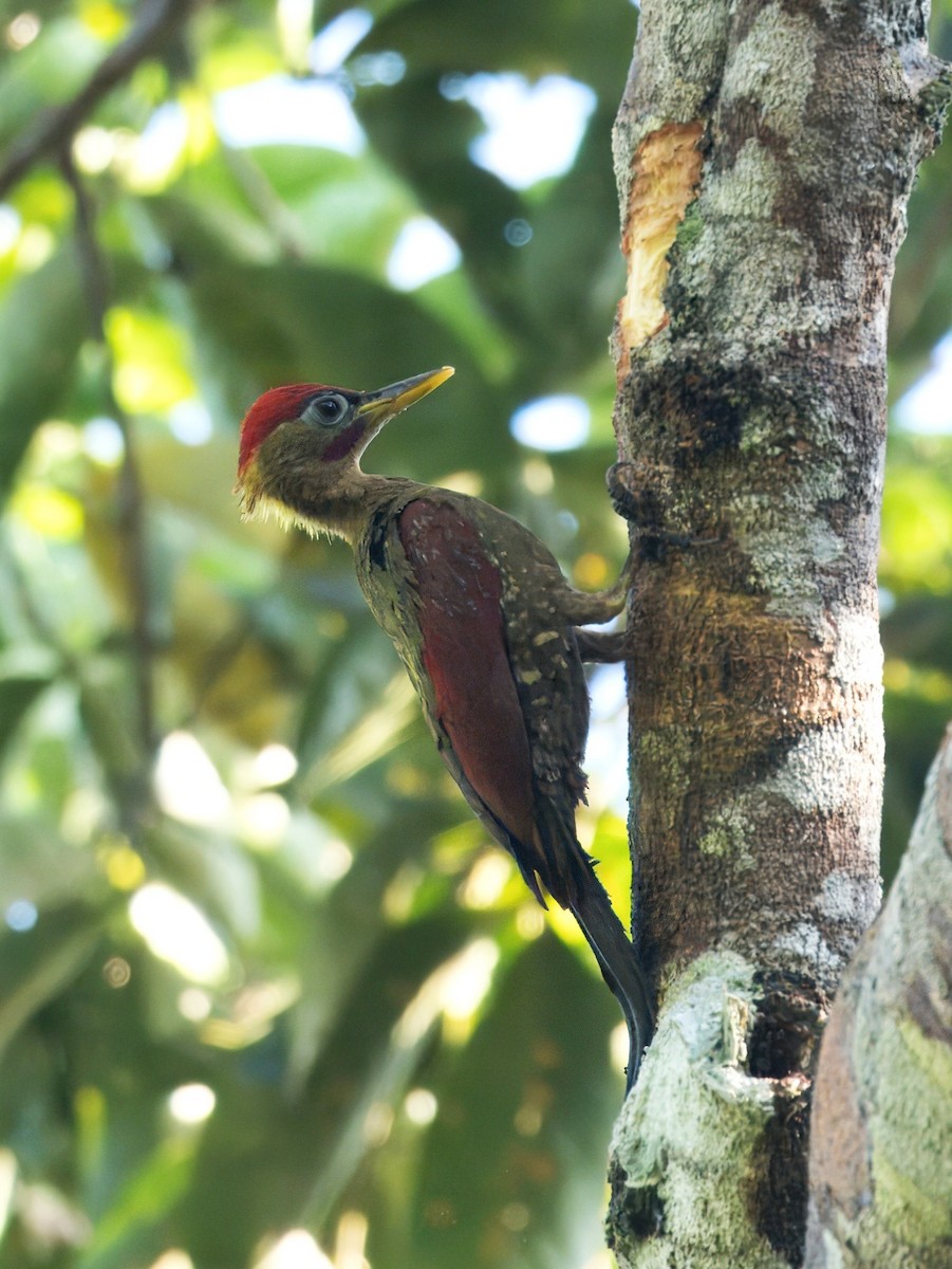Crimson-winged Woodpecker - ML634589749