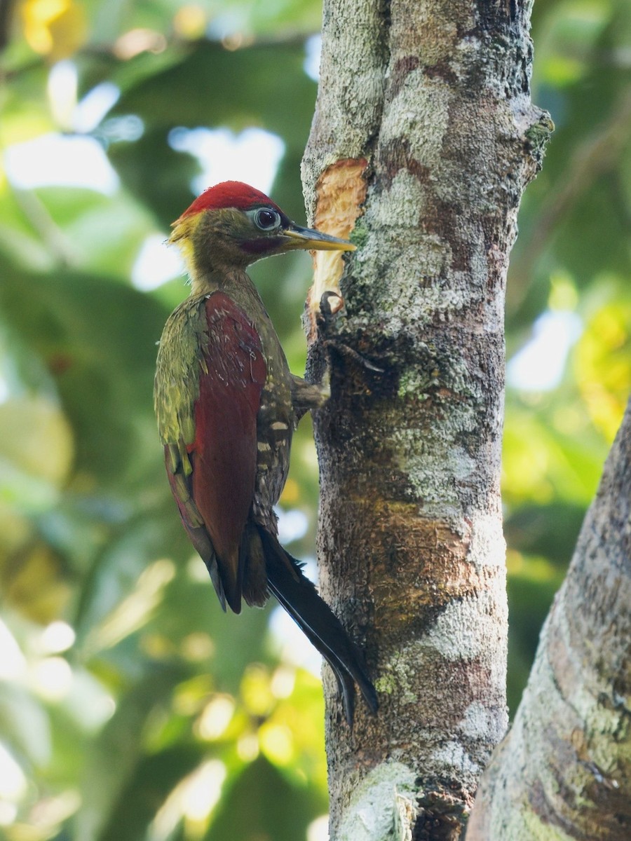 Crimson-winged Woodpecker - ML634589752