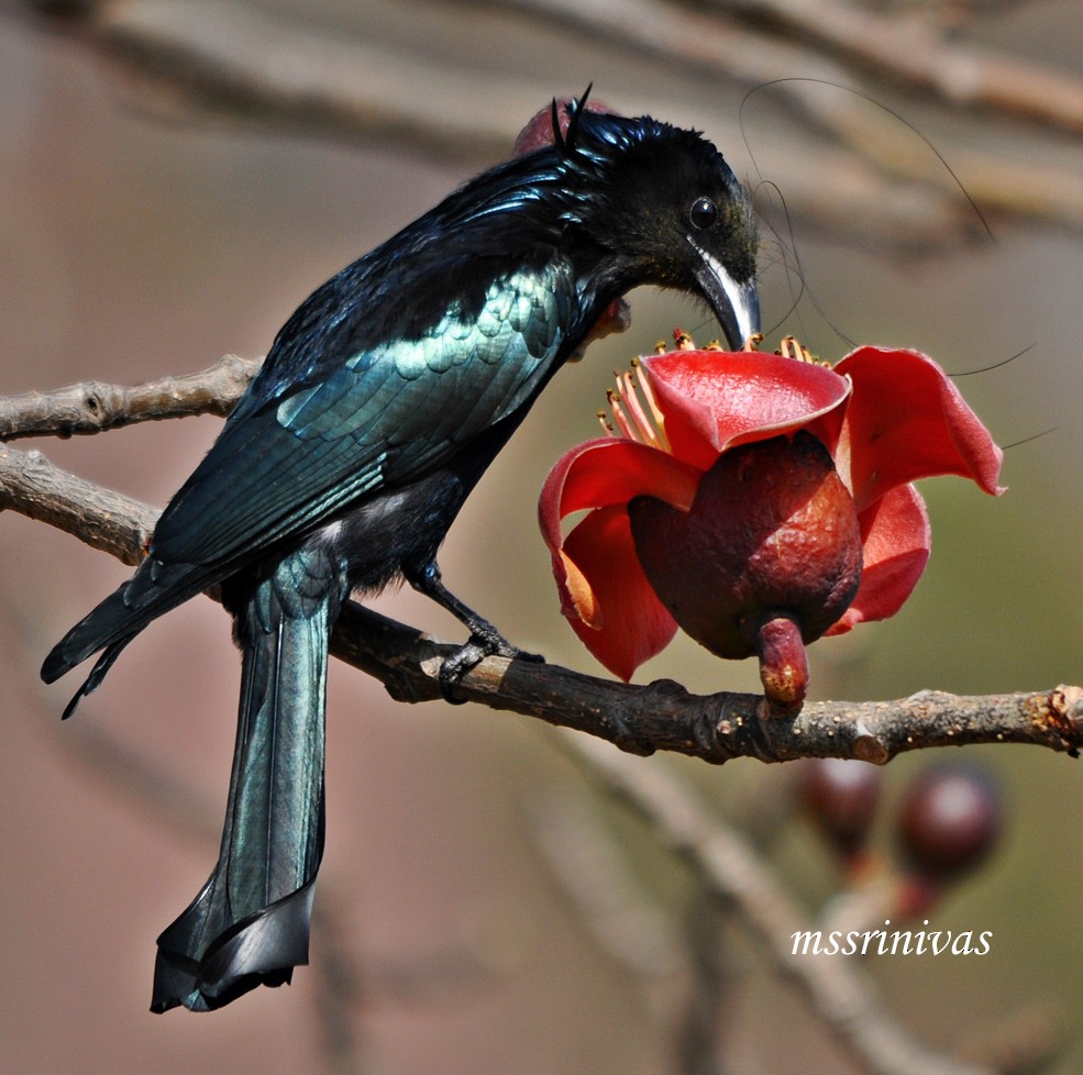 Haarbuschdrongo - ML634589955