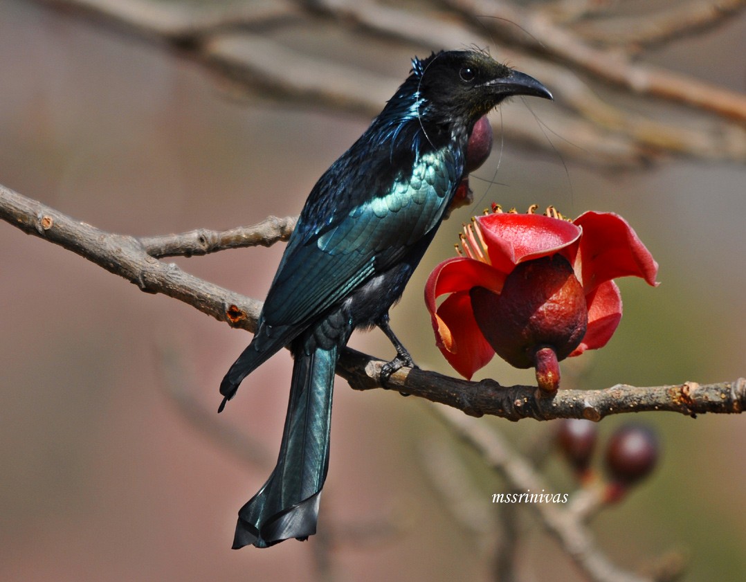 Haarbuschdrongo - ML634589956