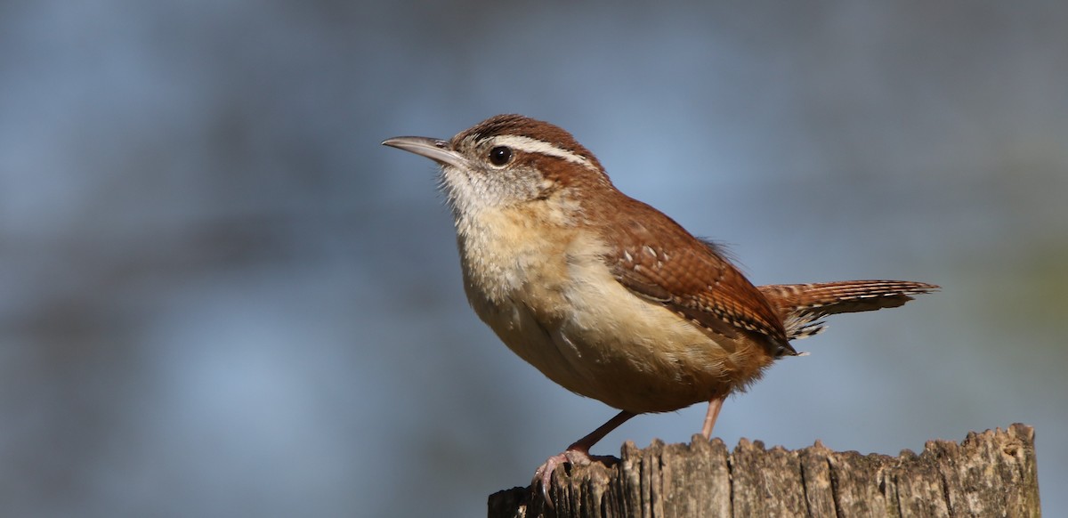 Carolina Wren - ML634589968
