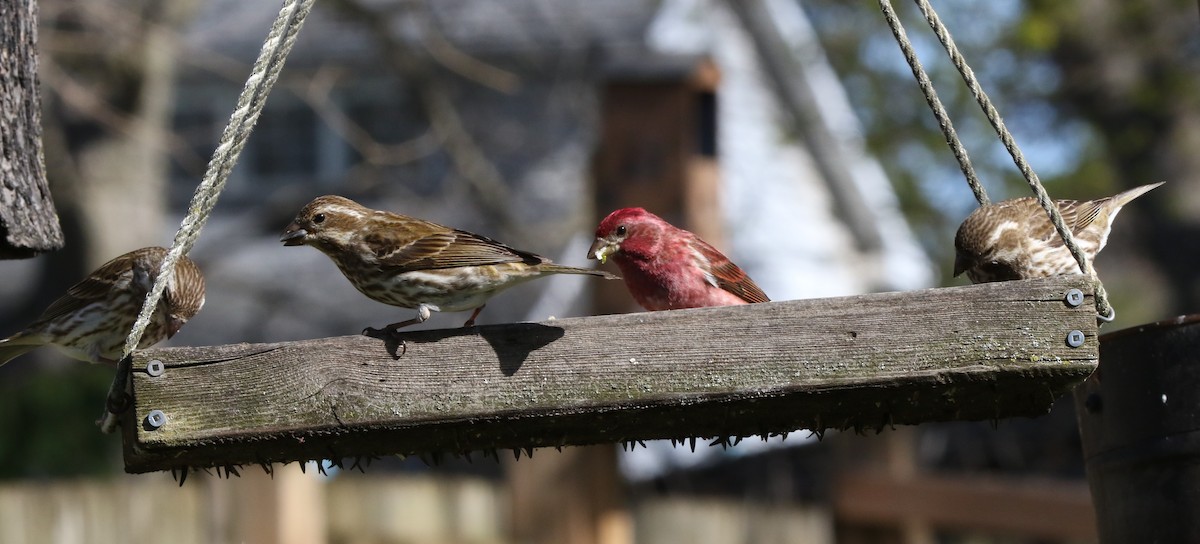 Purple Finch - ML634589969
