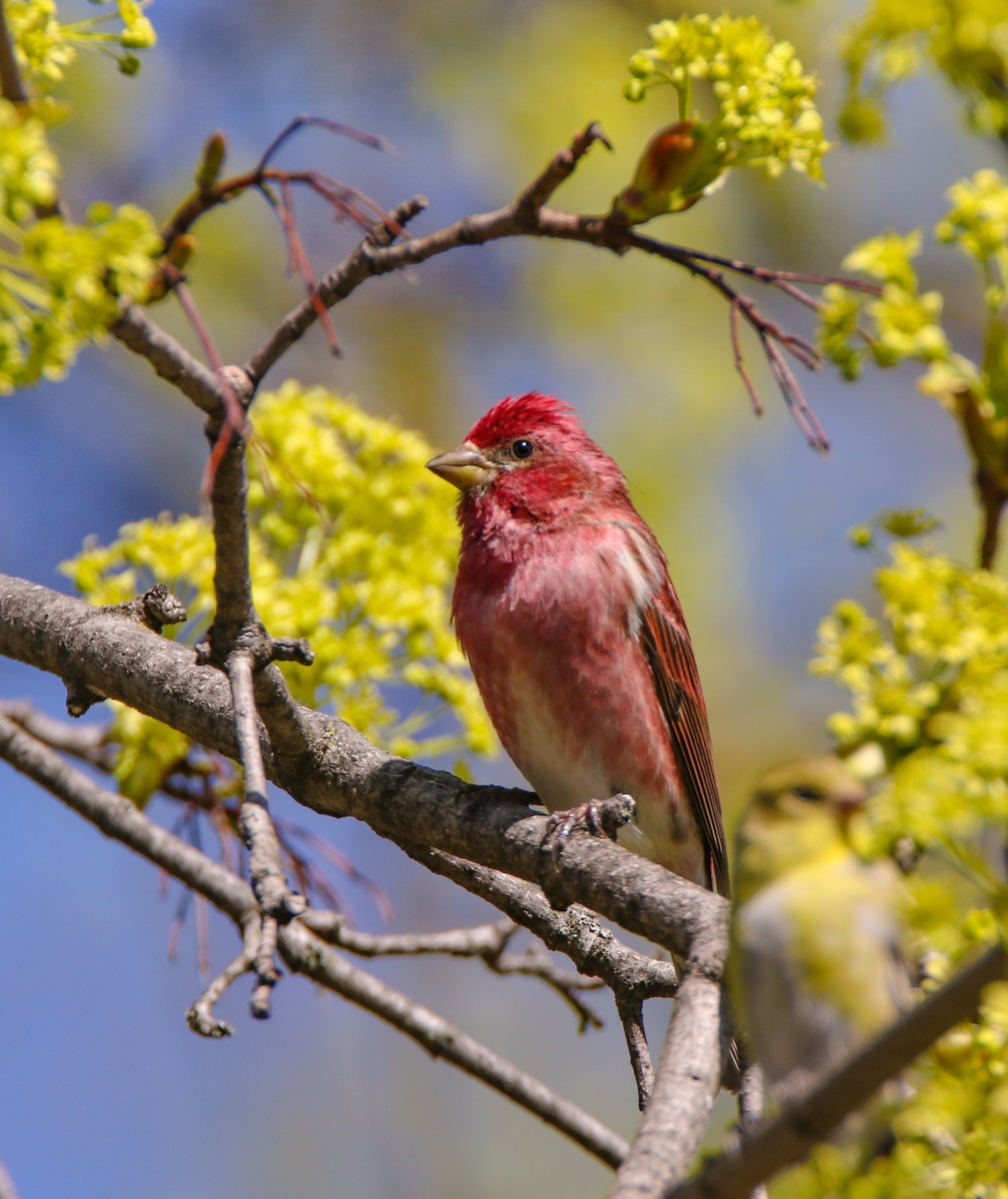Purple Finch - ML634589970