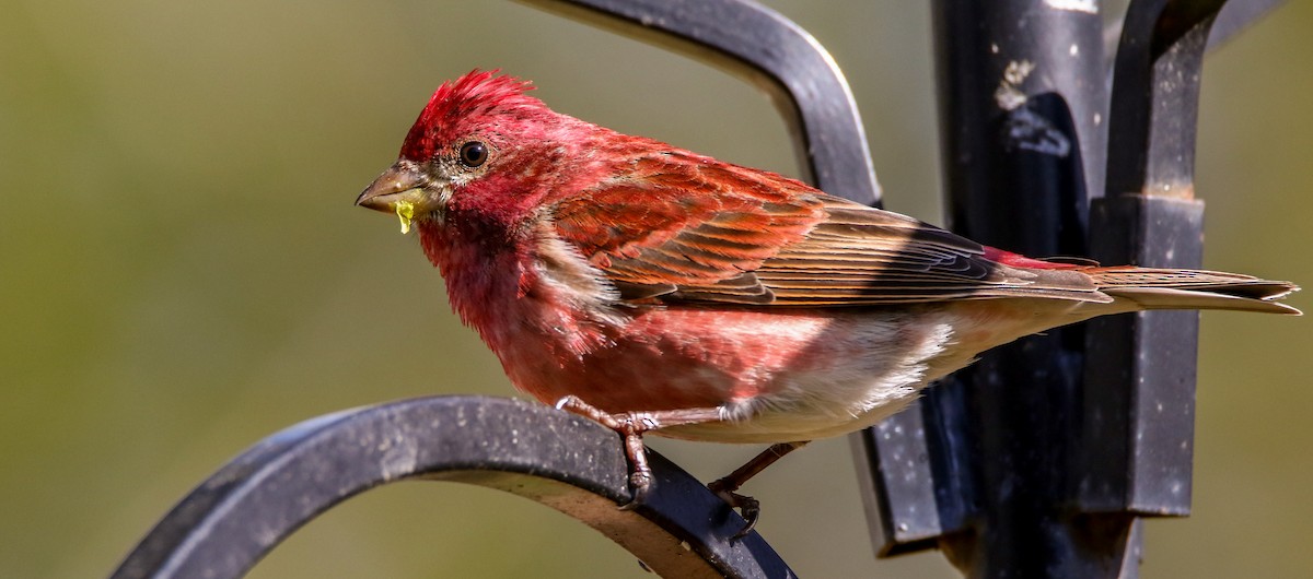 Purple Finch - ML634589971
