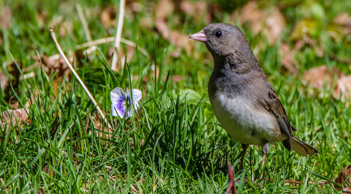 Dark-eyed Junco - ML634589972
